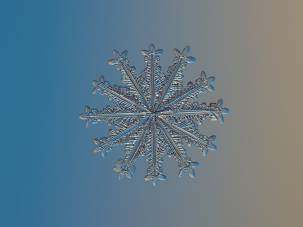 closeup photography of snowflakes HD wallpaper