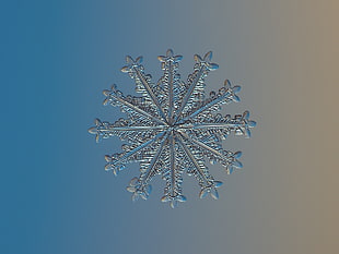 closeup photography of snowflakes HD wallpaper