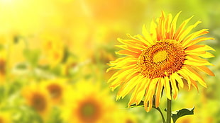yellow sunflower, sunflowers, flowers, nature HD wallpaper