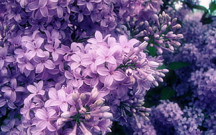 purple lilac flowers, flowers, nature, petals, spring