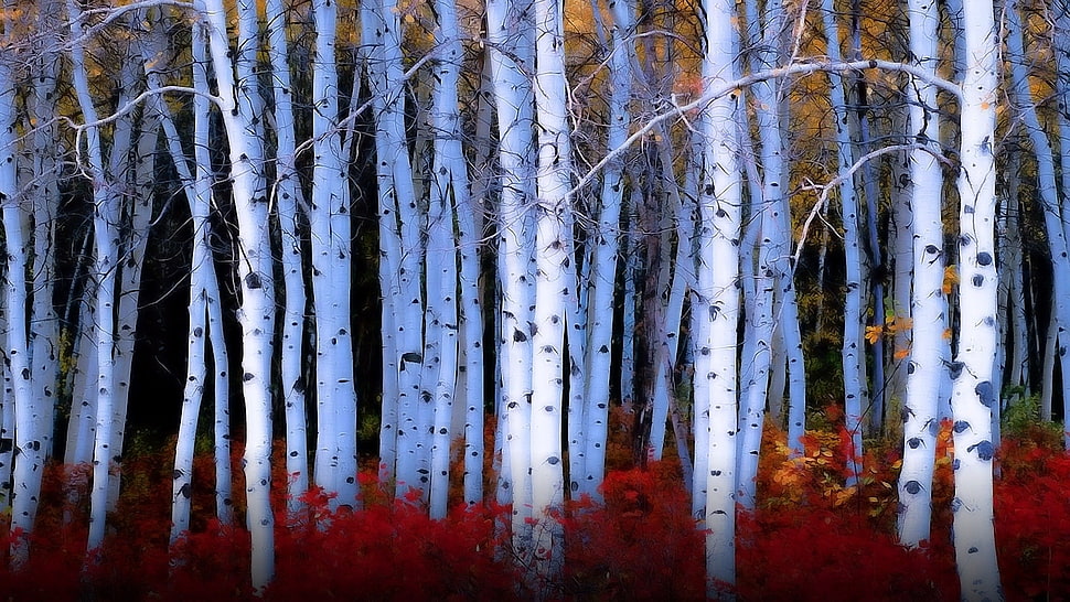 white tree trunk lot, trees HD wallpaper