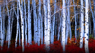 white tree trunk lot, trees