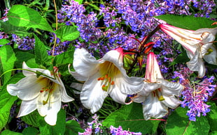 white Angels Trumpet flowers