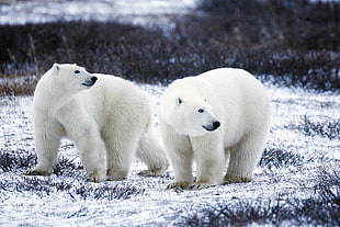 two polar bears HD wallpaper