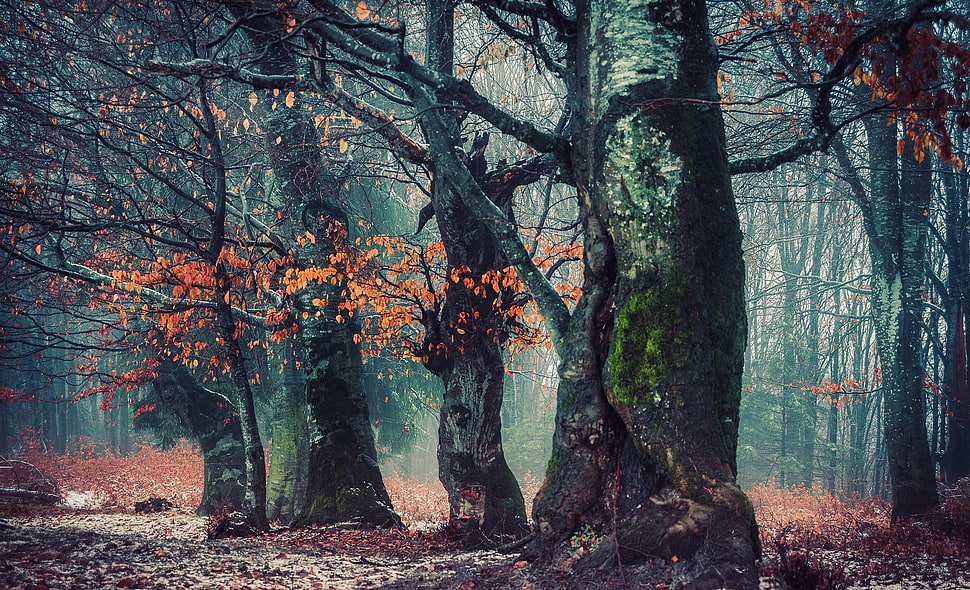 moss tree bark, trees, nature, landscape HD wallpaper