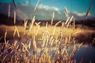 green grass plant in daytime photo, grasses HD wallpaper