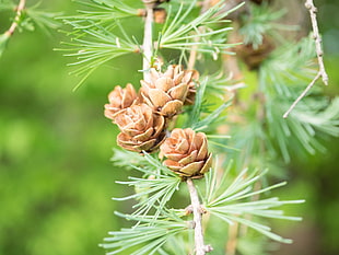 selective focus photography of brown pine cone