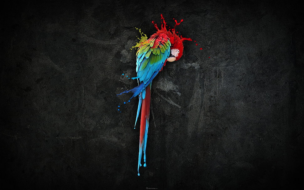 Parrot painting HD wallpaper