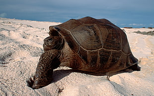black tortoise walking on sand