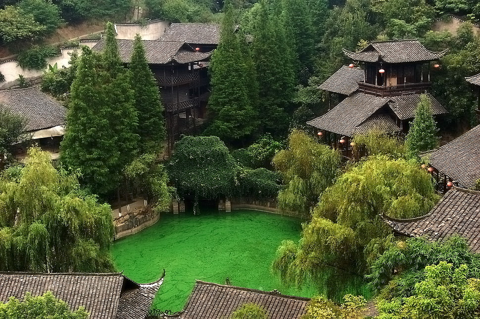 green leafed tree, China HD wallpaper