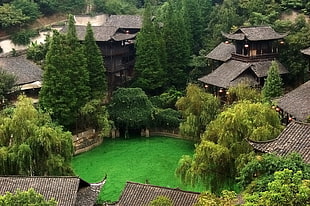green leafed tree, China HD wallpaper