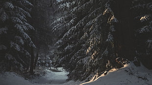 pinetrees wallpaper, snow, trees, forest, nature
