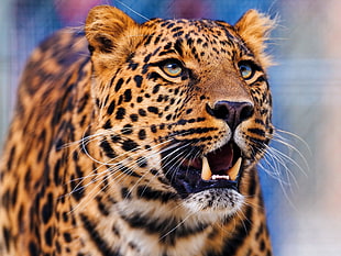 macro photography of Leopard HD wallpaper