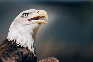 closed up photo of bald eagle HD wallpaper