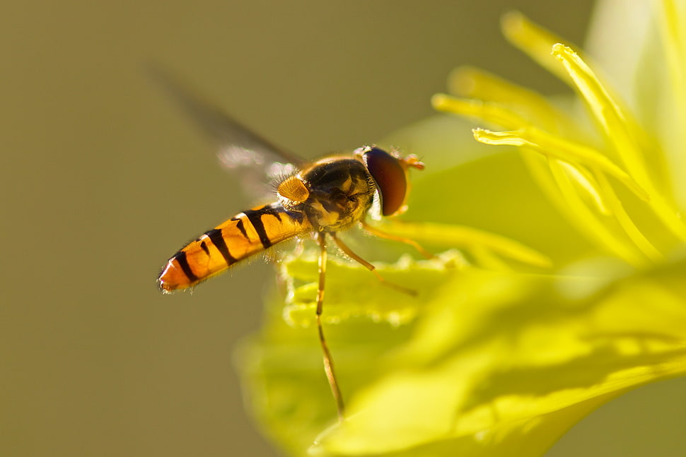 micro photography of yellow bee HD wallpaper