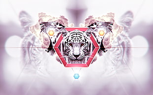 white tiger wallpaper HD wallpaper