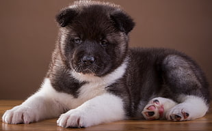 black and white Akita puppy