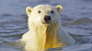 white fur polar bear swimming on bodies of water