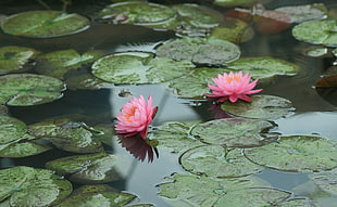 two pink waterlily flowers on water during daytime