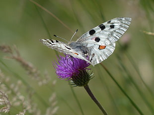 close up photo of gray black and white butterfly perching on purple flower during daytime