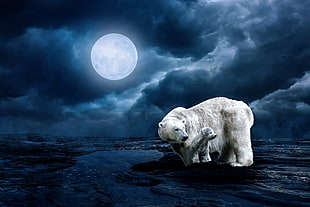 Polar bears, Full moon, HD, 5K