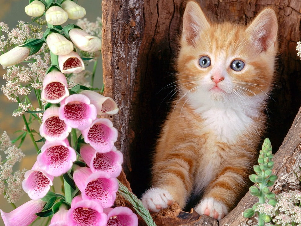 orange kitten HD wallpaper