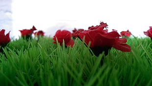 photo of red petaled flowers