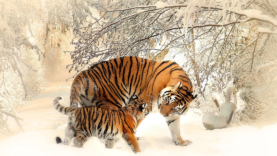 two brown tigers on white snow covered field HD wallpaper