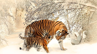 two brown tigers on white snow covered field