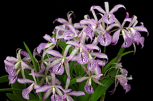 photo of purple and white flower