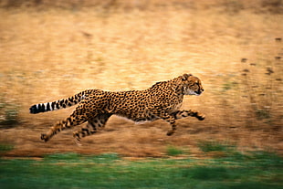 time lapse photography of running cheetah