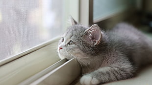 gray and white cat, kittens, cat