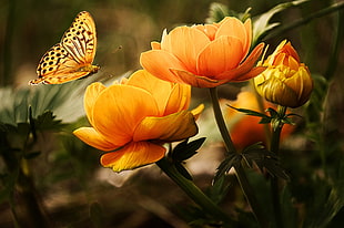butterfly flying near yellow flowers