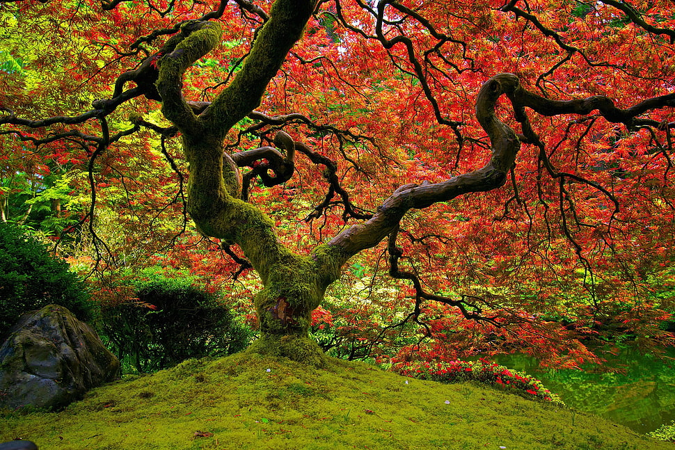 red leaf tree surrounded by grasses photo HD wallpaper