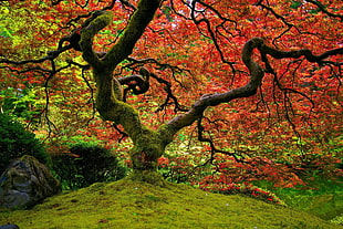 red leaf tree surrounded by grasses photo
