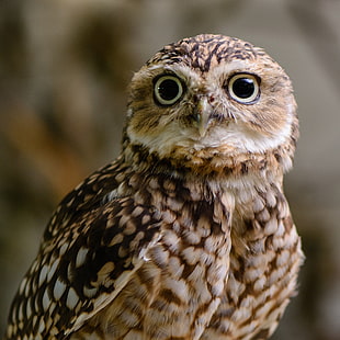 white and brown owl, burrowing owl