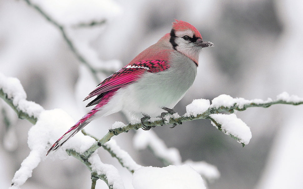 red Cardinal bird perched on branch during snow HD wallpaper