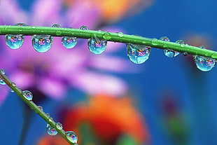 closeup photo of green stem with water drops