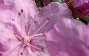 pink Azalea flowers in bloom macro photo
