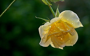 yellow rose close up photo HD wallpaper