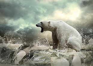 white Polar bear howling HD wallpaper