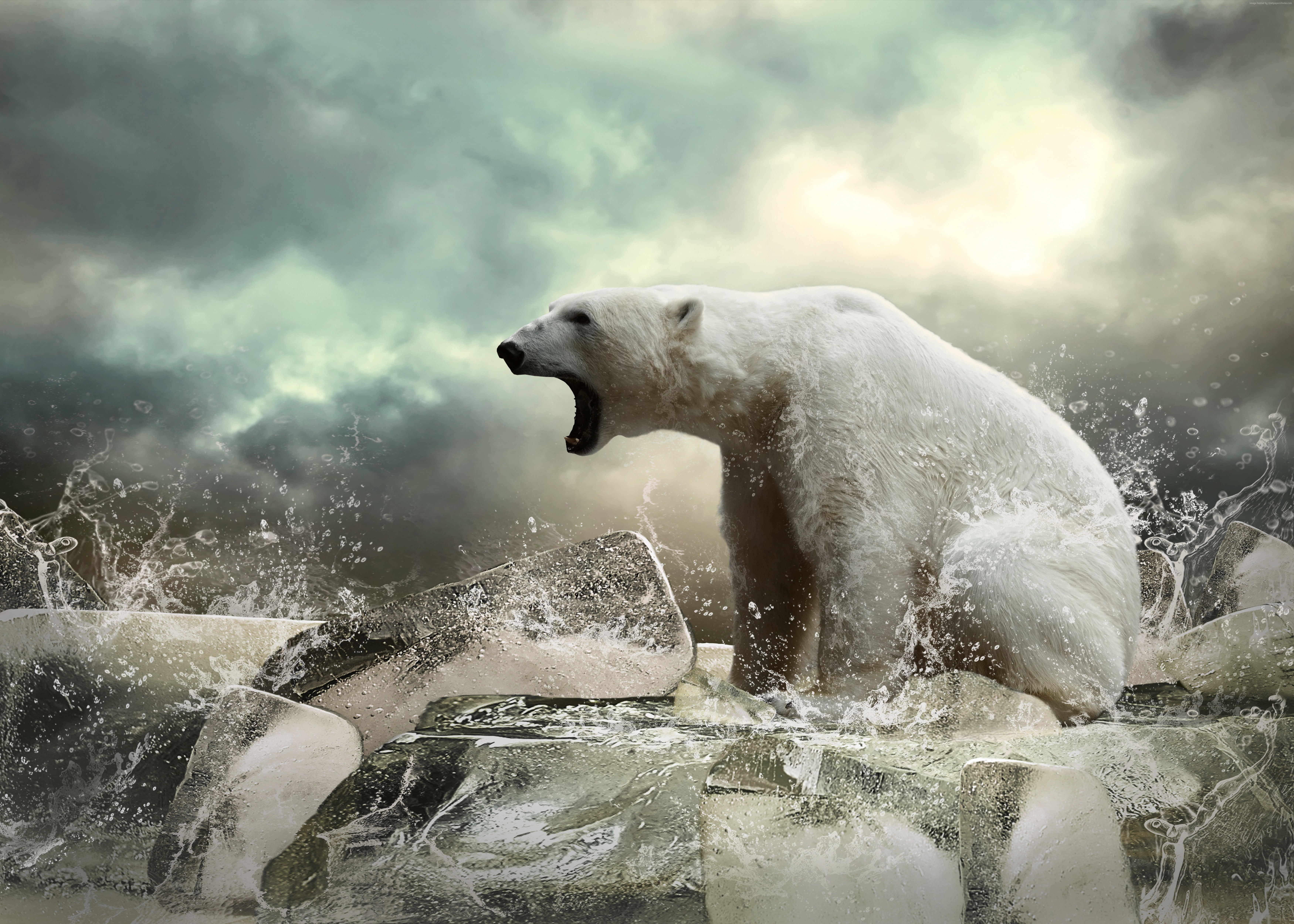 White Polar bear howling HD wallpaper | Wallpaper Flare