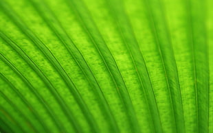 green and yellow striped textile, Linux, Ubuntu, GNOME