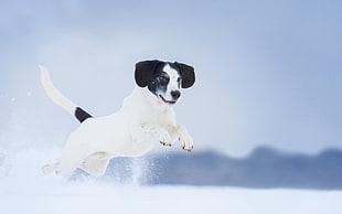 white and black short coated dog, animals, dog, snow