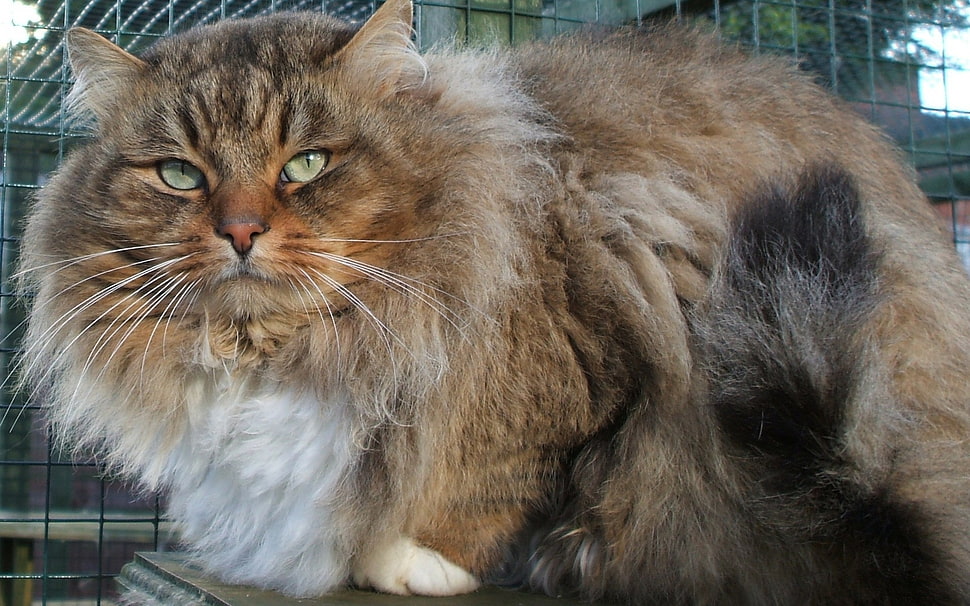 gray maincoon cat HD wallpaper