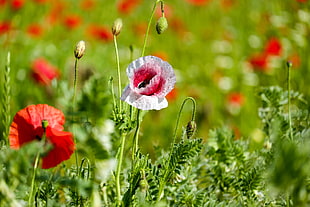 selective focus photography of Shirley poppy