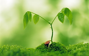 green Plant Sprout close-up photo HD wallpaper