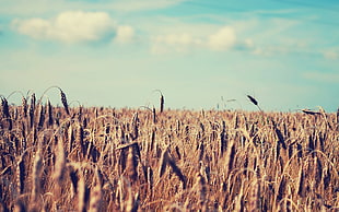 brown wheat, field, nature, plants, wheat HD wallpaper