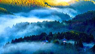 blue and green trees painting, photography, landscape, nature, mist
