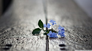 selective focus photo of blue petaled flowers